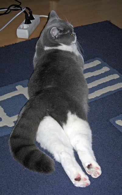 九游娱乐-数据看战术：澳德选手偏重中段发力，澳德预混料效果怎么样