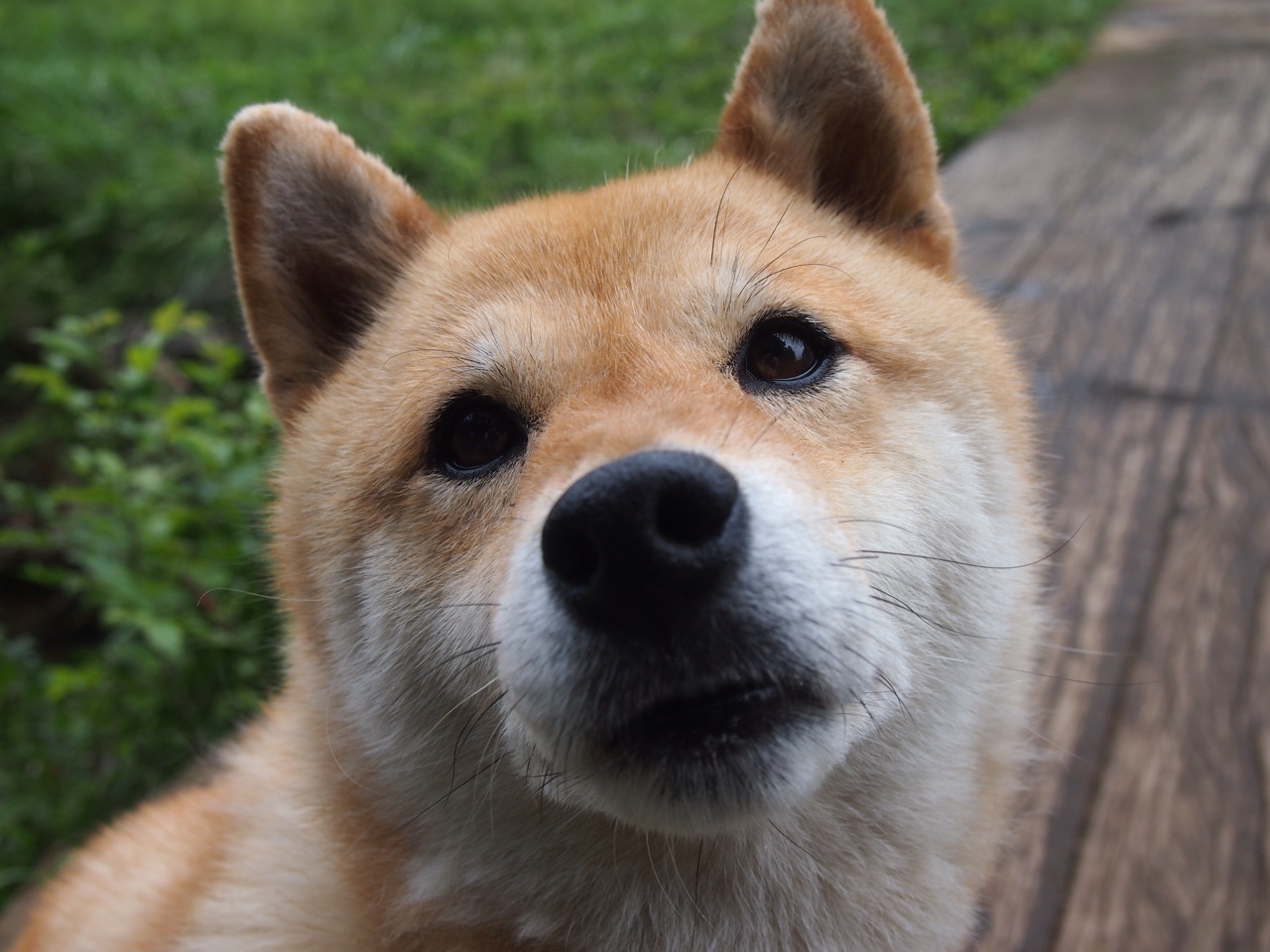 九游娱乐app官网-塞尔维亚男篮在欧洲预赛中奋勇追击，冲刺更高荣誉！，塞尔维亚男篮热身赛