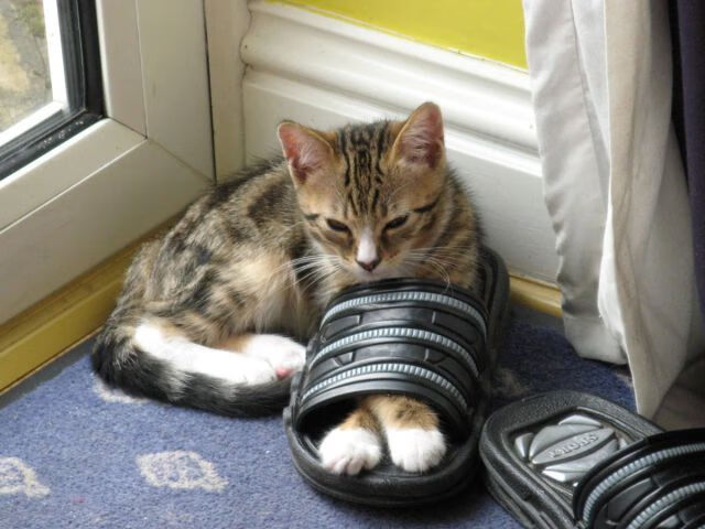 九游娱乐入口-女子足球联赛全新赛季开启，女子足球2021